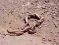 Snakes_fighting_to_the_death