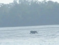 Spotted in the Sunderbans: The Royal Bengal Tiger