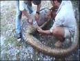 YouTube-_Snakes_-_watch_this_python_autopsy_-_Ultimate_Killers_-_BBC_wildlife