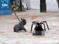Giant spider attacks visitors video