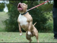 Dog muscle building supplement featuring pit bulls bully max supplements