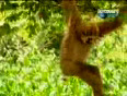 Funny monkey and tiger vide