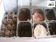 Giani Ice Cream Model Town II Delhi