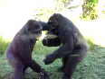 Gorilla Fight