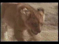 Lion vs Hyena