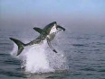 Shark catching prey in the air