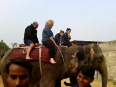 Enjoy elephant safari in jaipur with trained elephants   elefamily.co
