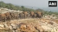 Watch: Elephants stray into village in Andhra's Chittoor