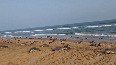 Olive Ridley turtle mass nesting at Odisha coast breaks all records