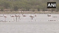 Flamingos flock to Jaipur's Sambhar Salt Lake