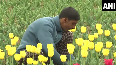 Asia's largest tulip garden in Srinagar ready to open for tourists