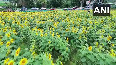 Golden Glory: Nilambur's Sunflowers in Full Bloom Ahead of Onam
