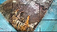 Delhi zoo welcomes six Bengal Tiger cubs, largest litter in 20 years
