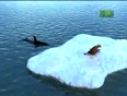 Orcas Attack Seal