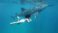 When Katrina went swimming with a whale shark 