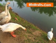 Duck_in_Kottayam