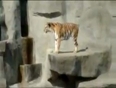 Don't Miss: How tiny bird scared the MIGHTY Tiger!