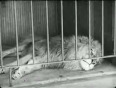 Charlie_chaplin___the_lions_cage