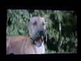 Danes Attack Tiger