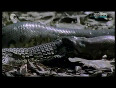Anaconda Eat Crocodile