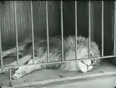 Charlie chaplin the lions cage