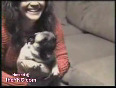 Very Excited Pug