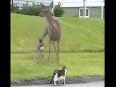 How a mother deer SAVES her baby against a dog and a cat!