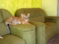 MUST WATCH: Tiger cub playing with a dog
