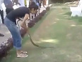 DON'T Miss: How this BRAVE girl caught a Cobra snake