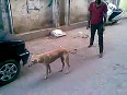 Crazy man treating dog badly