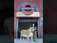 Check out: World's BIGGEST cat