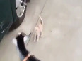 Kitten fighting goat