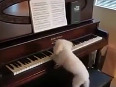AMAZING TALENT: Cute dog playing piano