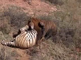 MUST WATCH: Who will win this FURIOUS tussle?