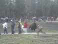 Bison attacks people at park