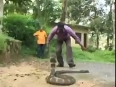 DON'T MISS: How this massive King Cobra got CAUGHT
