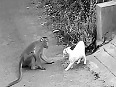 Cat and Monkey fight