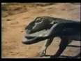 AMAZING WILDLIFE: Giant Lizard vs Cobra