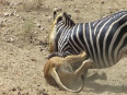 WATCH: This fierce fight between a Lion and Zebra