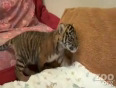 YouTube- Baby Tiger Cub Plays