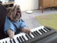 Play that birthday keyboard dog