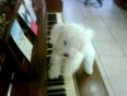Popcorn the talking dog playing piano