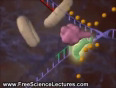 Dna replication process - youtube