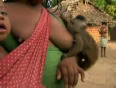 Breastfeeding animal - monkey 2