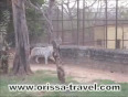 Nandankanan white tiger vedio 1