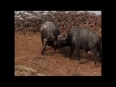 The FIERCE  Buffalo vs Buffalo fight