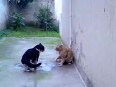 Big cat fight