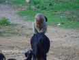 Smart monkey harasses goat!