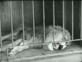 Charlie_Chaplin_The_Lions_Cage