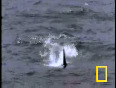 Killer Whale vs Sea Lions